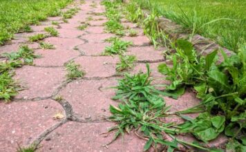 KOROV UPORNO RASTE IZMEĐU BETONA: Evo kako da ga zauvijek iskorijenite – VIŠE SE NEĆE VRAĆATI KOROV UPORNO RASTE IZMEĐU BETONA: Evo kako da ga zauvijek iskorijenite – VIŠE SE NEĆE VRAĆATI