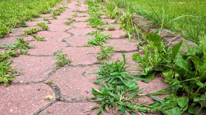 KOROV UPORNO RASTE IZMEĐU BETONA: Evo kako da ga zauvijek iskorijenite – VIŠE SE NEĆE VRAĆATI KOROV UPORNO RASTE IZMEĐU BETONA: Evo kako da ga zauvijek iskorijenite – VIŠE SE NEĆE VRAĆATI