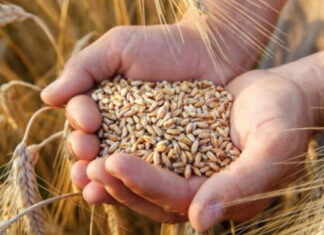 KUHANA PŠENICA SPAS JE ZA SVAKU ŽENU: Pogledajte zašto je obavezno trebate jesti! KUHANA PŠENICA SPAS JE ZA SVAKU ŽENU: Pogledajte zašto je obavezno trebate jesti!