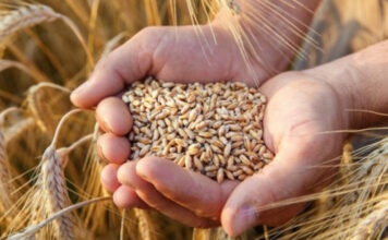 KUHANA PŠENICA SPAS JE ZA SVAKU ŽENU: Pogledajte zašto je obavezno trebate jesti! KUHANA PŠENICA SPAS JE ZA SVAKU ŽENU: Pogledajte zašto je obavezno trebate jesti!