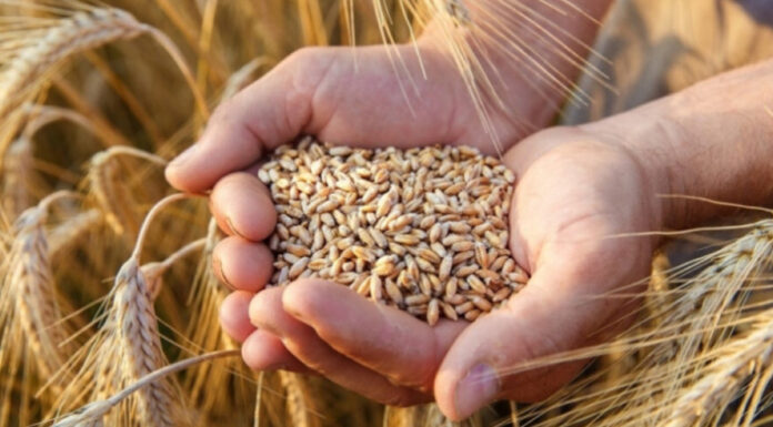 KUHANA PŠENICA SPAS JE ZA SVAKU ŽENU: Pogledajte zašto je obavezno trebate jesti! KUHANA PŠENICA SPAS JE ZA SVAKU ŽENU: Pogledajte zašto je obavezno trebate jesti!