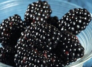 KUPINA: NAJČUDOTVORNIJA NAMIRNICA SVIJETA KUPINA: NAJČUDOTVORNIJA NAMIRNICA SVIJETA