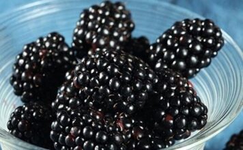 KUPINA: NAJČUDOTVORNIJA NAMIRNICA SVIJETA KUPINA: NAJČUDOTVORNIJA NAMIRNICA SVIJETA