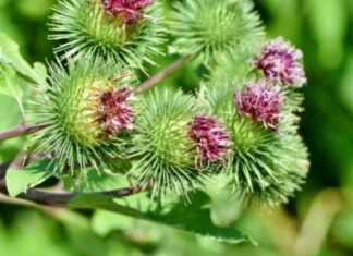 Lijek je za krvne sudove,reumu,rane, živce, stolicu – ČIČAK Lijek je za krvne sudove,reumu,rane, živce, stolicu – ČIČAK