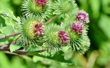 Lijek je za krvne sudove,reumu,rane, živce, stolicu – ČIČAK Lijek je za krvne sudove,reumu,rane, živce, stolicu – ČIČAK