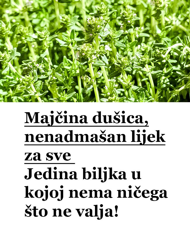Majčina dušica, nenadmašan lijek za sve: Jedina biljka u kojoj nema ničega što ne valja! Majčina dušica, nenadmašan lijek za sve: Jedina biljka u kojoj nema ničega što ne valja!