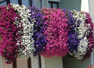 NAPRAVITE PIRE KAO PROFESIONALNI KUHARI: Domaćice Griješe U Stavljanju Mlijeka, Evo Koja Je Caka NAPRAVITE PIRE KAO PROFESIONALNI KUHARI: Domaćice Griješe U Stavljanju Mlijeka, Evo Koja Je Caka