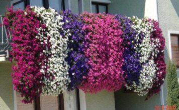 NAPRAVITE PIRE KAO PROFESIONALNI KUHARI: Domaćice Griješe U Stavljanju Mlijeka, Evo Koja Je Caka NAPRAVITE PIRE KAO PROFESIONALNI KUHARI: Domaćice Griješe U Stavljanju Mlijeka, Evo Koja Je Caka