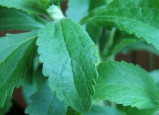 NE MOŽETE DA PRESTANETE DA PUŠITE? Ova biljka ubiće svaku želju za nikotinom! NE MOŽETE DA PRESTANETE DA PUŠITE? Ova biljka ubiće svaku želju za nikotinom!