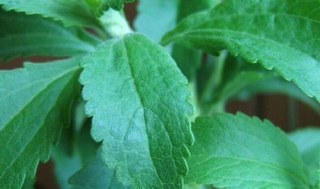 NE MOŽETE DA PRESTANETE DA PUŠITE? Ova biljka ubiće svaku želju za nikotinom! NE MOŽETE DA PRESTANETE DA PUŠITE? Ova biljka ubiće svaku želju za nikotinom!