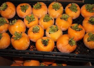 NE VOLITE JAPANSKE JABUKE? PROMIJENIT ĆETE MIŠLJENJE KAD PROČITATE ŠTA SVE LIJEČE: Mnogi nisu znali da je u njima lijek za ovu bolest NE VOLITE JAPANSKE JABUKE? PROMIJENIT ĆETE MIŠLJENJE KAD PROČITATE ŠTA SVE LIJEČE: Mnogi nisu znali da je u njima lijek za ovu bolest