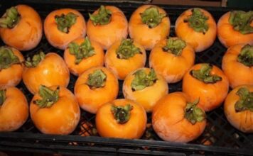 NE VOLITE JAPANSKE JABUKE? PROMIJENIT ĆETE MIŠLJENJE KAD PROČITATE ŠTA SVE LIJEČE: Mnogi nisu znali da je u njima lijek za ovu bolest NE VOLITE JAPANSKE JABUKE? PROMIJENIT ĆETE MIŠLJENJE KAD PROČITATE ŠTA SVE LIJEČE: Mnogi nisu znali da je u njima lijek za ovu bolest