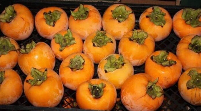 NE VOLITE JAPANSKE JABUKE? PROMIJENIT ĆETE MIŠLJENJE KAD PROČITATE ŠTA SVE LIJEČE: Mnogi nisu znali da je u njima lijek za ovu bolest NE VOLITE JAPANSKE JABUKE? PROMIJENIT ĆETE MIŠLJENJE KAD PROČITATE ŠTA SVE LIJEČE: Mnogi nisu znali da je u njima lijek za ovu bolest