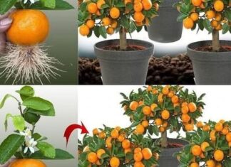 Nemojte više kupovati mandarine, naučite ih posaditi kod kuće.. EVO KAKO Nemojte više kupovati mandarine, naučite ih posaditi kod kuće.. EVO KAKO