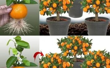 Nemojte više kupovati mandarine, naučite ih posaditi kod kuće.. EVO KAKO Nemojte više kupovati mandarine, naučite ih posaditi kod kuće.. EVO KAKO