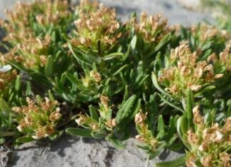 “OD MRTVA PRAVI ŽIVA”: Lijek je za cirkulaciju, visok pritisak, otečene noge, migrene, bol u venama “OD MRTVA PRAVI ŽIVA”: Lijek je za cirkulaciju, visok pritisak, otečene noge, migrene, bol u venama