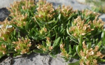 “OD MRTVA PRAVI ŽIVA”: Lijek je za cirkulaciju, visok pritisak, otečene noge, migrene, bol u venama “OD MRTVA PRAVI ŽIVA”: Lijek je za cirkulaciju, visok pritisak, otečene noge, migrene, bol u venama