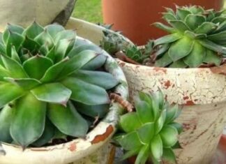 OVA BILJKA KOJU SIGURNO IMATE DOMA: Liječi bronhitis, upalu uha, čir na želucu i menstrualne tegobe! OVA BILJKA KOJU SIGURNO IMATE DOMA: Liječi bronhitis, upalu uha, čir na želucu i menstrualne tegobe!