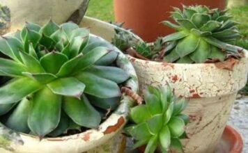 OVA BILJKA KOJU SIGURNO IMATE DOMA: Liječi bronhitis, upalu uha, čir na želucu i menstrualne tegobe! OVA BILJKA KOJU SIGURNO IMATE DOMA: Liječi bronhitis, upalu uha, čir na želucu i menstrualne tegobe!