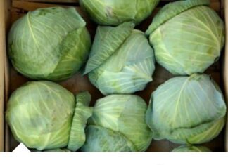 OVA OBLOGA SPAŠAVA BOLESNA PLUĆA: Sve sastojke već imate u kući, a KUPUS je KLJUČAN! OVA OBLOGA SPAŠAVA BOLESNA PLUĆA: Sve sastojke već imate u kući, a KUPUS je KLJUČAN!