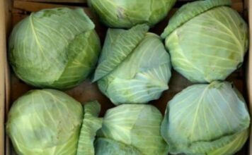 OVA OBLOGA SPAŠAVA BOLESNA PLUĆA: Sve sastojke već imate u kući, a KUPUS je KLJUČAN! OVA OBLOGA SPAŠAVA BOLESNA PLUĆA: Sve sastojke već imate u kući, a KUPUS je KLJUČAN!