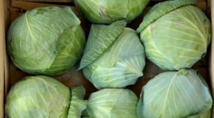 OVA OBLOGA SPAŠAVA BOLESNA PLUĆA: Sve sastojke već imate u kući, a KUPUS je KLJUČAN! OVA OBLOGA SPAŠAVA BOLESNA PLUĆA: Sve sastojke već imate u kući, a KUPUS je KLJUČAN!