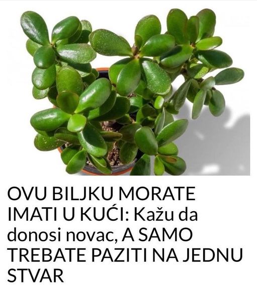 OVU BILJKU MORATE IMATI U KUĆI: Kažu da donosi novac, A SAMO TREBATE PAZITI NA JEDNU STVAR OVU BILJKU MORATE IMATI U KUĆI: Kažu da donosi novac, A SAMO TREBATE PAZITI NA JEDNU STVAR