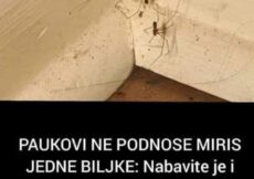 PAUKOVI NE PODNOSE MIRIS JEDNE BILJKE: Nabavite je i nećete ih više vidjeti u kući