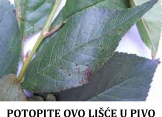 POTOPITE OVO LIŠĆE U PIVO I SKUHAJTE: Za izbacivanja pijeska iz mokraćnih kanala, protiv hroničnog kašlja i bubrežnih bolesti POTOPITE OVO LIŠĆE U PIVO I SKUHAJTE: Za izbacivanja pijeska iz mokraćnih kanala, protiv hroničnog kašlja i bubrežnih bolesti