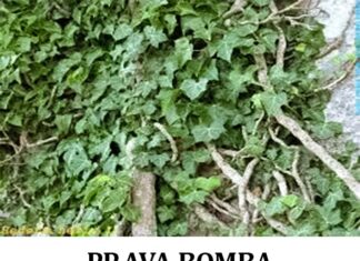 PRAVA BOMBA KISEONIKA: Kad ubacite ovu biljku, izbacićete sve otrove iz doma! PRAVA BOMBA KISEONIKA: Kad ubacite ovu biljku, izbacićete sve otrove iz doma!