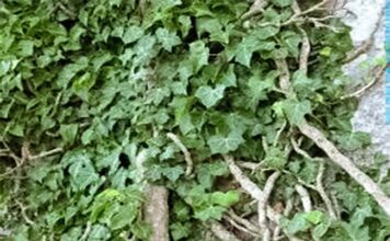 PRAVA BOMBA KISEONIKA: Kad ubacite ovu biljku, izbacićete sve otrove iz doma! PRAVA BOMBA KISEONIKA: Kad ubacite ovu biljku, izbacićete sve otrove iz doma!