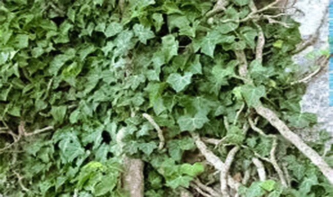 PRAVA BOMBA KISEONIKA: Kad ubacite ovu biljku, izbacićete sve otrove iz doma! PRAVA BOMBA KISEONIKA: Kad ubacite ovu biljku, izbacićete sve otrove iz doma!