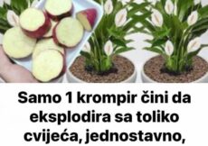 Samo 1 krompir čini da eksplodira sa toliko cvijeća, jednostavno, jeftino i VRLO BRZO