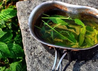 SPADA MEĐU NAJZDRAVIJE BILJKE SVIJETA: Recept za čuveni čaj koji može da pomogne kod astme, alergije, stresa SPADA MEĐU NAJZDRAVIJE BILJKE SVIJETA: Recept za čuveni čaj koji može da pomogne kod astme, alergije, stresa