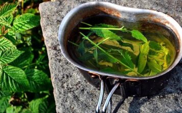 SPADA MEĐU NAJZDRAVIJE BILJKE SVIJETA: Recept za čuveni čaj koji može da pomogne kod astme, alergije, stresa SPADA MEĐU NAJZDRAVIJE BILJKE SVIJETA: Recept za čuveni čaj koji može da pomogne kod astme, alergije, stresa