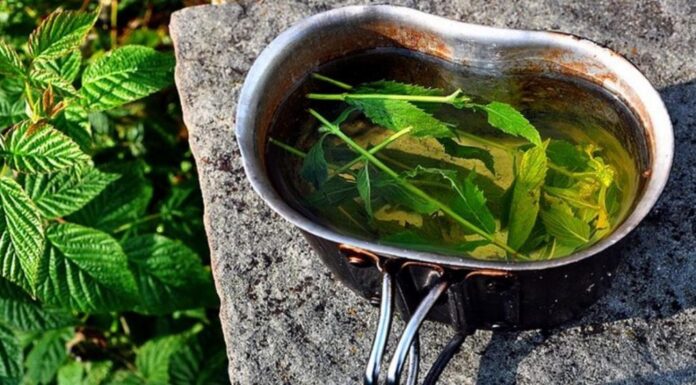 SPADA MEĐU NAJZDRAVIJE BILJKE SVIJETA: Recept za čuveni čaj koji može da pomogne kod astme, alergije, stresa SPADA MEĐU NAJZDRAVIJE BILJKE SVIJETA: Recept za čuveni čaj koji može da pomogne kod astme, alergije, stresa