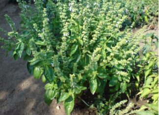 SVAKA ŽENA OVO MORA DA IMA: Ova biljka ČUVA kuću od zla i garantuje sretan BRAK i NOVAC! SVAKA ŽENA OVO MORA DA IMA: Ova biljka ČUVA kuću od zla i garantuje sretan BRAK i NOVAC!