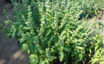 SVAKA ŽENA OVO MORA DA IMA: Ova biljka ČUVA kuću od zla i garantuje sretan BRAK i NOVAC! SVAKA ŽENA OVO MORA DA IMA: Ova biljka ČUVA kuću od zla i garantuje sretan BRAK i NOVAC!