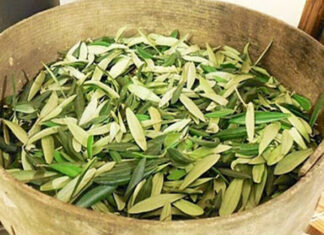 U BIBLIJI SE SPOMINJE 1000 PUTA: Skuhajte čaj koji pomaže kod liječenja od najtežih bolesti U BIBLIJI SE SPOMINJE 1000 PUTA: Skuhajte čaj koji pomaže kod liječenja od najtežih bolesti