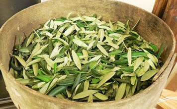 U BIBLIJI SE SPOMINJE 1000 PUTA: Skuhajte čaj koji pomaže kod liječenja od najtežih bolesti U BIBLIJI SE SPOMINJE 1000 PUTA: Skuhajte čaj koji pomaže kod liječenja od najtežih bolesti