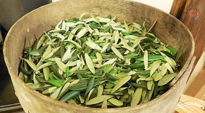 U BIBLIJI SE SPOMINJE 1000 PUTA: Skuhajte čaj koji pomaže kod liječenja od najtežih bolesti U BIBLIJI SE SPOMINJE 1000 PUTA: Skuhajte čaj koji pomaže kod liječenja od najtežih bolesti