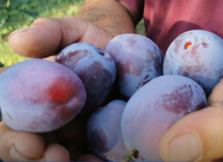 Zašto je dobro da stariji od 60 godina jedu šljive: Pogledajte razlog Zašto je dobro da stariji od 60 godina jedu šljive: Pogledajte razlog