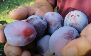 Zašto je dobro da stariji od 60 godina jedu šljive: Pogledajte razlog Zašto je dobro da stariji od 60 godina jedu šljive: Pogledajte razlog