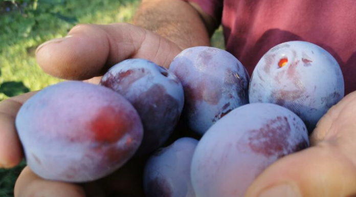 Zašto je dobro da stariji od 60 godina jedu šljive: Pogledajte razlog Zašto je dobro da stariji od 60 godina jedu šljive: Pogledajte razlog