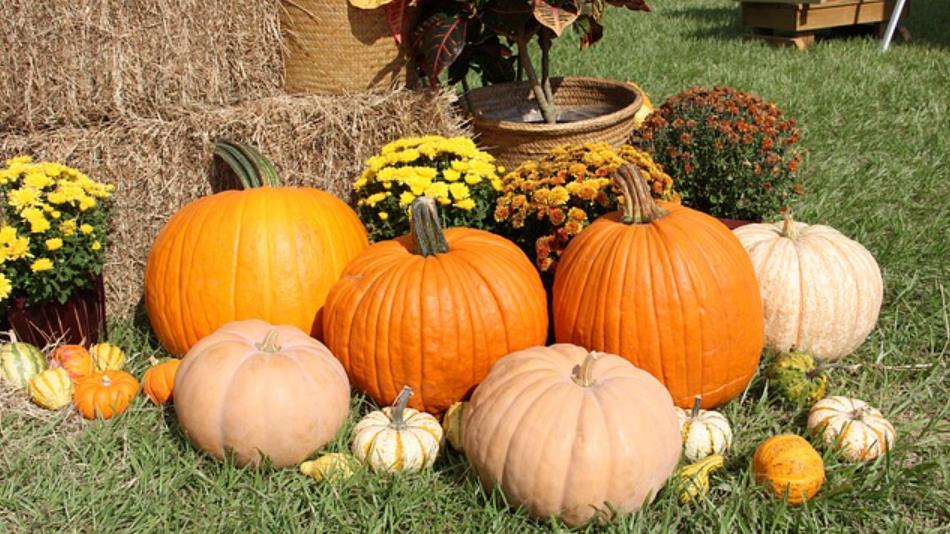 MED OD BUNDEVE: Melem je za jetru, lijek za holesterol i čudo za imunitet… MED OD BUNDEVE: Melem je za jetru, lijek za holesterol i čudo za imunitet…