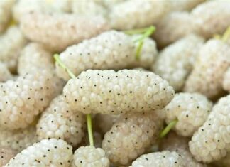 OVO VOĆE SMO SVI JELI KAO MALI, A SKORO NIKO NE ZNA KAKO SE ZOVE: Jača bubrege, čisti jetru, poboljšava krvnu sliku! OVO VOĆE SMO SVI JELI KAO MALI, A SKORO NIKO NE ZNA KAKO SE ZOVE: Jača bubrege, čisti jetru, poboljšava krvnu sliku!