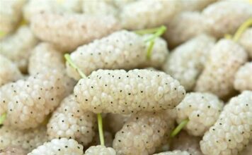 OVO VOĆE SMO SVI JELI KAO MALI, A SKORO NIKO NE ZNA KAKO SE ZOVE: Jača bubrege, čisti jetru, poboljšava krvnu sliku! OVO VOĆE SMO SVI JELI KAO MALI, A SKORO NIKO NE ZNA KAKO SE ZOVE: Jača bubrege, čisti jetru, poboljšava krvnu sliku!