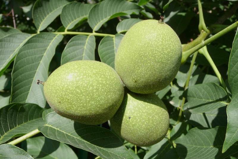 POČNITE DA BERETE ZELENE ORAHE: Prestaćete da imate glavobolju, oslobodićete se ekcema i bolova u stomaku! POČNITE DA BERETE ZELENE ORAHE: Prestaćete da imate glavobolju, oslobodićete se ekcema i bolova u stomaku!