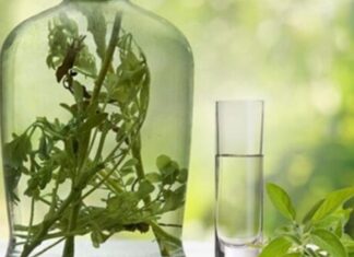 RAKIJA OD ŽALFIJE JE JAČA JE OD SVAKE HEMIJE: Ova 3 recepta obavezno sačuvajte za zdravlje vas i vaše porodice RAKIJA OD ŽALFIJE JE JAČA JE OD SVAKE HEMIJE: Ova 3 recepta obavezno sačuvajte za zdravlje vas i vaše porodice