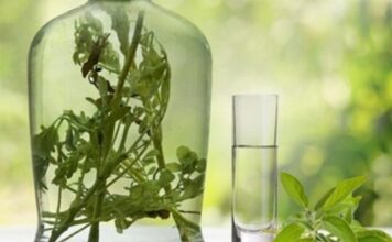 RAKIJA OD ŽALFIJE JE JAČA JE OD SVAKE HEMIJE: Ova 3 recepta obavezno sačuvajte za zdravlje vas i vaše porodice RAKIJA OD ŽALFIJE JE JAČA JE OD SVAKE HEMIJE: Ova 3 recepta obavezno sačuvajte za zdravlje vas i vaše porodice